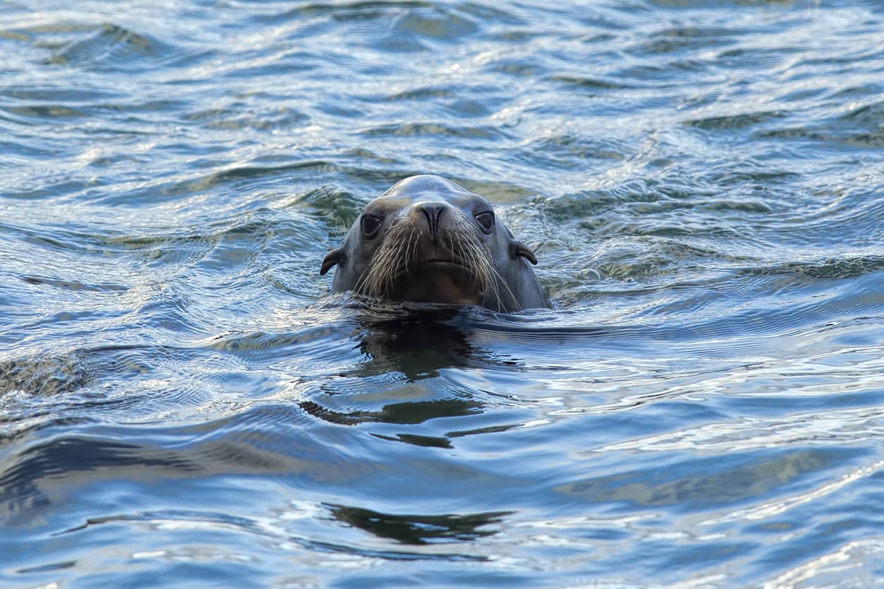 California sea lion in Yaquina Bay, Newport Oregon